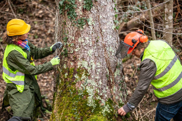 Reliable Country Club Hills, IL Tree Care Solutions